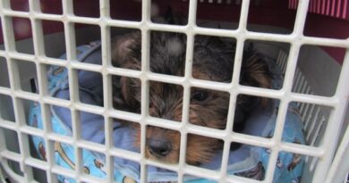 30 Cães de canil clandestino são resgatados em Santo André