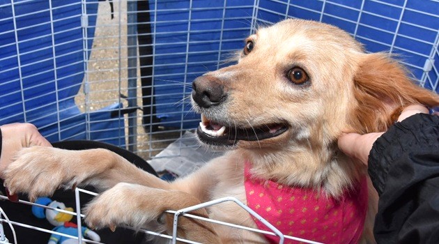 Santo André terá 2 Feiras de Adoção de Animais neste fim de semana