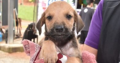 Feira de Adoção “Eu amo, Eu Adoto” acontece neste domingo