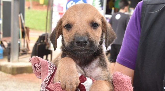Feira de Adoção “Eu amo, Eu Adoto” acontece neste domingo