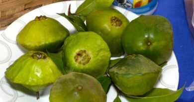 Festival do Cambuci de Paranapiacaba reúne Gastronomia, Cultura e Lazer