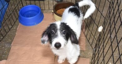 Feira de Adoção de Cães e Gatos neste domingo em Santo André