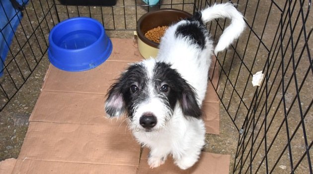 Feira de Adoção de Cães e Gatos neste domingo em Santo André