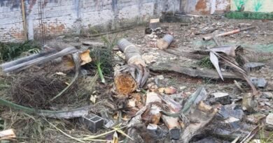 Santo André amplia Fiscalização e Combate ao Corte Ilegal de Árvores