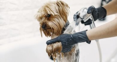 Santo André recebe Curso Gratuito de Banhista de Pet