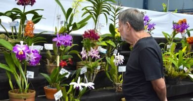Festival de Flores de Santo André chega à 50ª edição