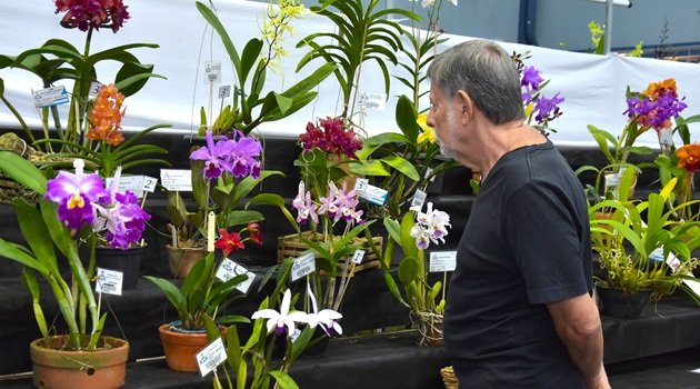 Festival de Flores de Santo André chega à 50ª edição