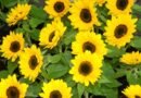 Mercado de Flores da Craisa oferece opções para presentear no Dia das Mães