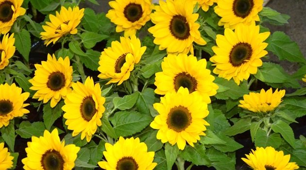 Mercado de Flores da Craisa oferece opções para presentear no Dia das Mães