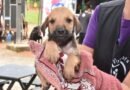 Santo André realiza Feiras de Adoção de Cães e Gatos nos próximos domingos