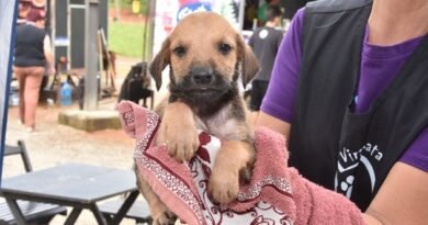 Santo André realiza Feiras de Adoção de Cães e Gatos nos próximos domingos