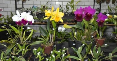 Exposição leva Orquídeas ao Cine Theatro Carlos Gomes de sexta a domingo