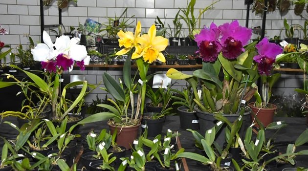 Exposição leva Orquídeas ao Cine Theatro Carlos Gomes de sexta a domingo